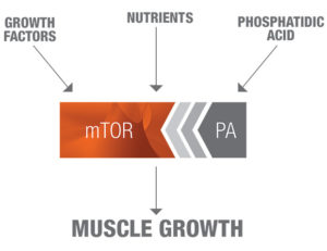 Phosphatidic Acid and mTOR, How Are They Essential to Muscle Growth?