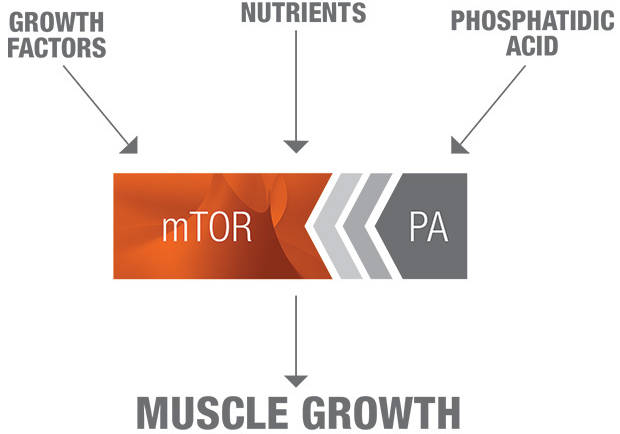 Phosphatidic Acid and mTOR, How Are They Essential to Muscle Growth?